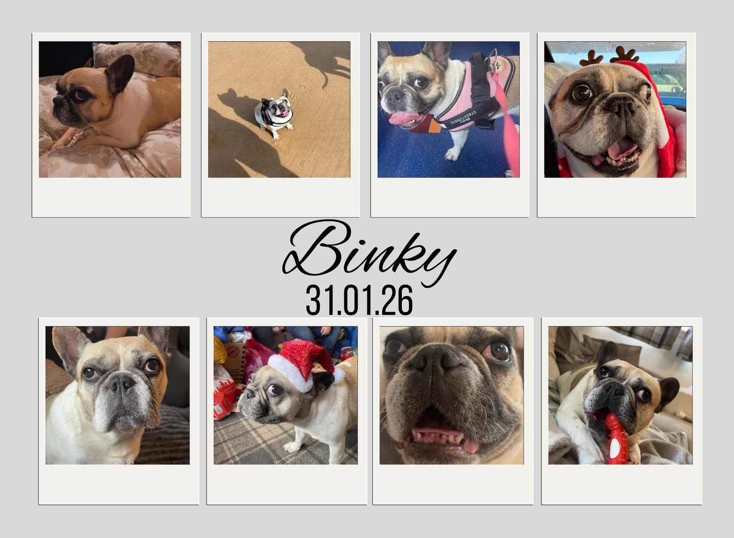 A4 Dog print up to 8 photos